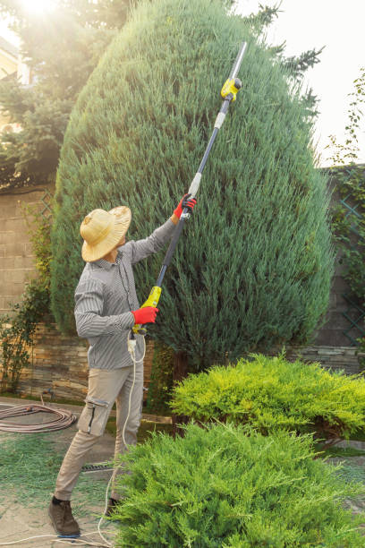 Reliable Ridley Park, PA Tree Services Solutions