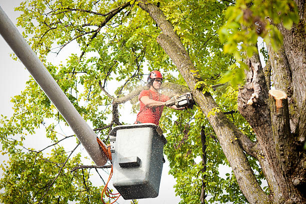 How Our Tree Care Process Works  in  Ridley Park, PA